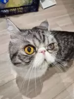 An St, изображение к комментарию.