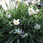 виктория маршалкина