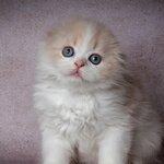 Полина Сыч