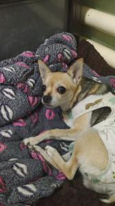 Фотография Мой любимец 0